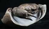 D Prepared Tumidocarcinus Giganteus Crab Fossil #4397-5